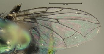 Media type: image;   Entomology 613610 Aspect: wing